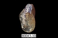 藏品(雲雀殼菜蛤)的圖片